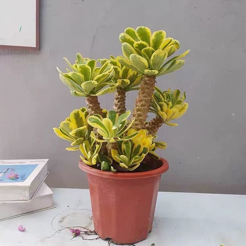 稀有扇贝麒麟锦老桩多肉庭院阳台植物办公桌好养美观盆栽沙生景观