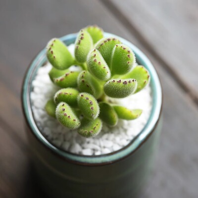 萌易爆盆熊掌多肉植物组合盆栽绿植熊童子非常容易群生阳台