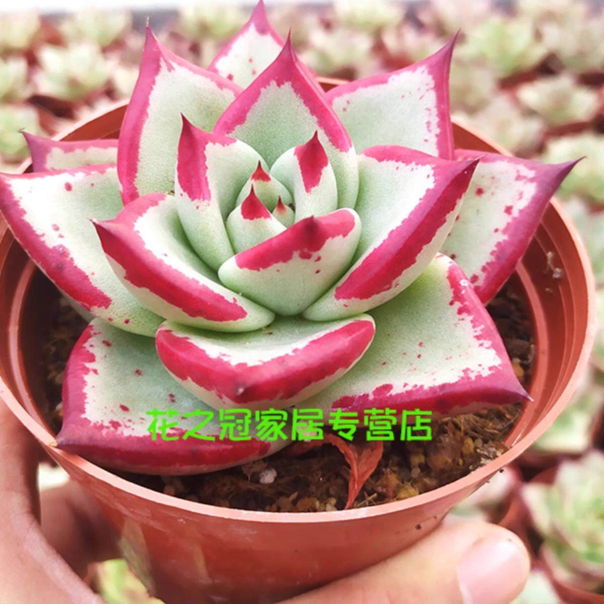 纯种乌木多肉植物黑檀汁1930原始血斑玛利亚东云韩国贵货园艺绿植