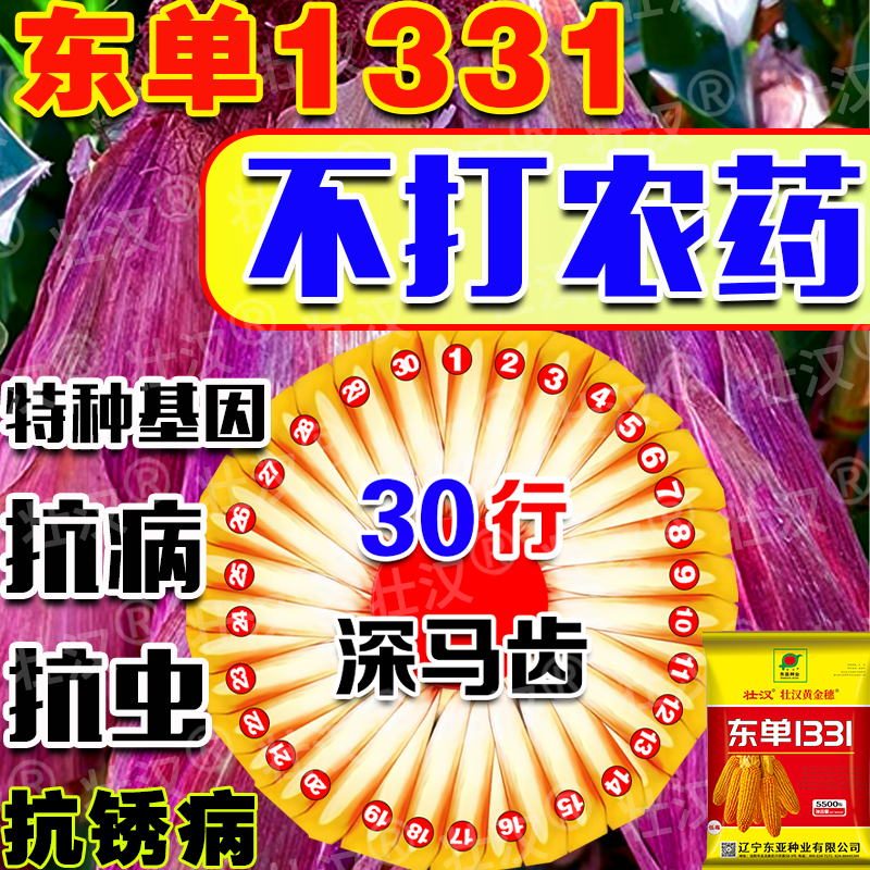 东单1331玉米种子大全双胞胎矮杆抗倒伏抗病硬质大马牙大棒苞米种