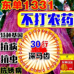 东单1331玉米种子大全双胞胎矮杆抗倒伏抗病硬质大马牙大棒苞米种