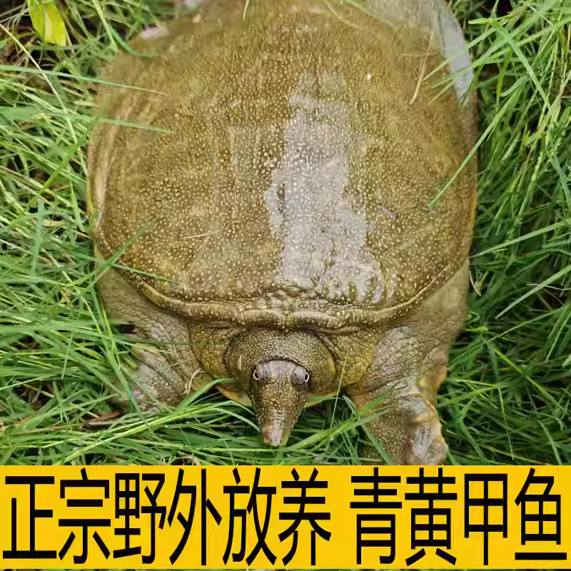 【足斤】3斤生态大甲鱼青黄背冷水外塘鲜活公甲鱼活甲鱼鲜活食用
