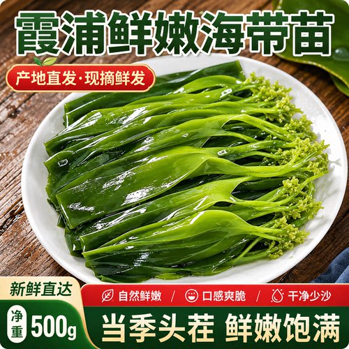 霞浦海带苗嫩特级新鲜火锅专用