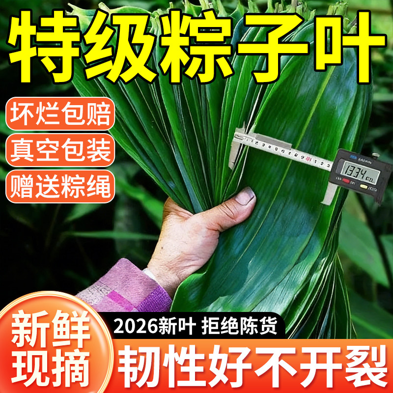 【央妈严选】粽叶新鲜粽子叶大号包粽子专用干旗舰店特大广西现摘