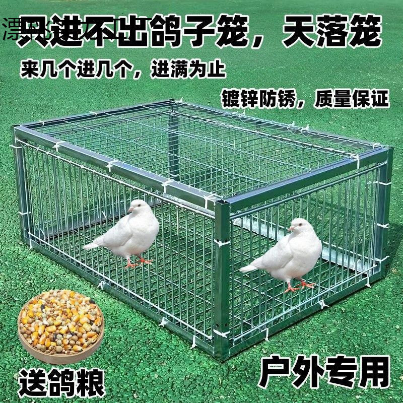 落网鸽笼鸡笼见旋全只抓描述出门鸽子鸽子进陷阱收逮扑捕不器天