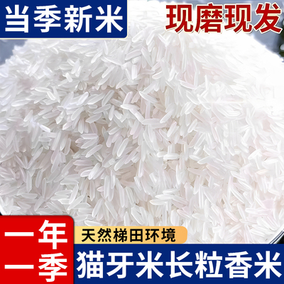 【高品质正品】长猫牙米2025新米