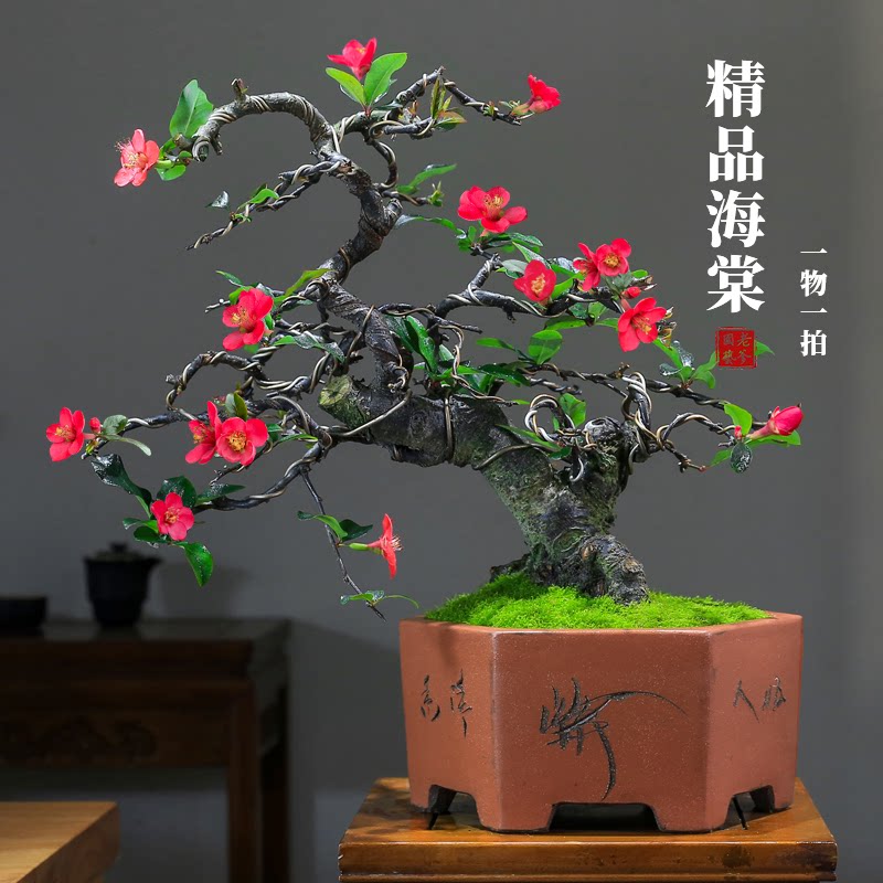 海棠老桩盆栽造型老桩室内庭院好养花卉绿植一物一拍贴梗海棠盆景