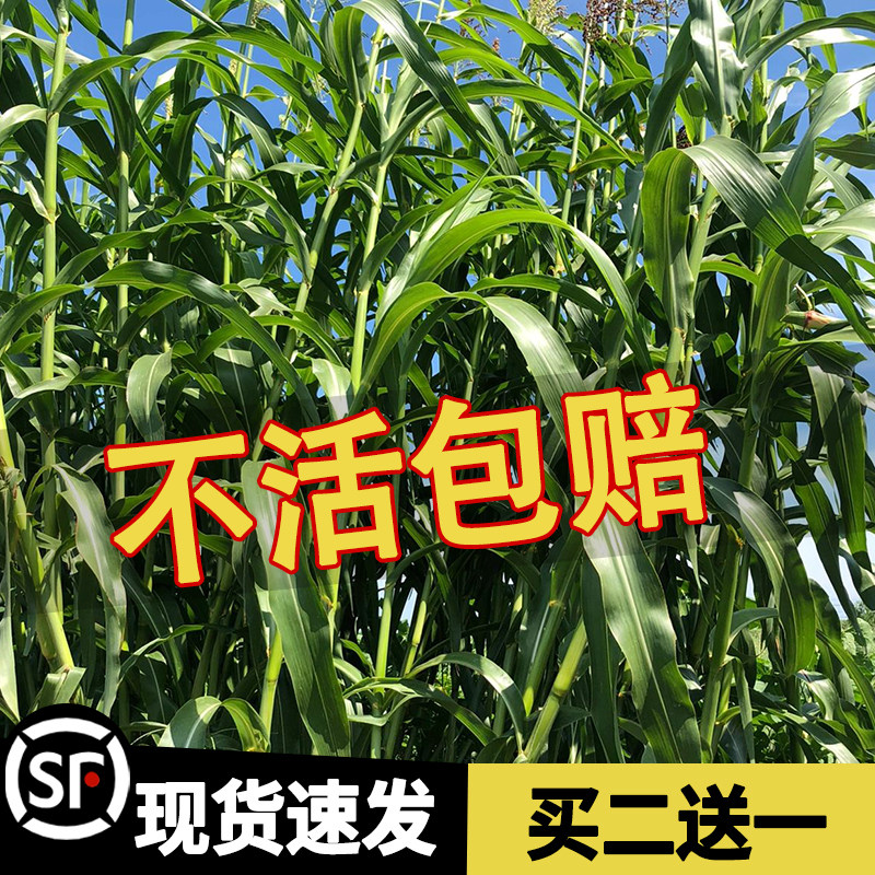 甜高粱种籽子种四季多年生宽叶四倍体种猪牛羊鱼兔养耐寒牧草种子