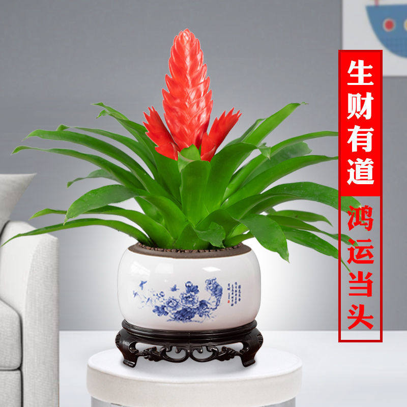 鸿运当头玉扇招财手花卉绿植盆栽万年红室内好养