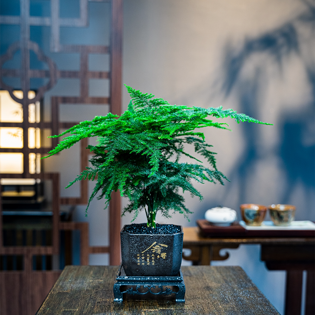 文竹精致盆栽植物室内绿化四季迷你办公室绿植