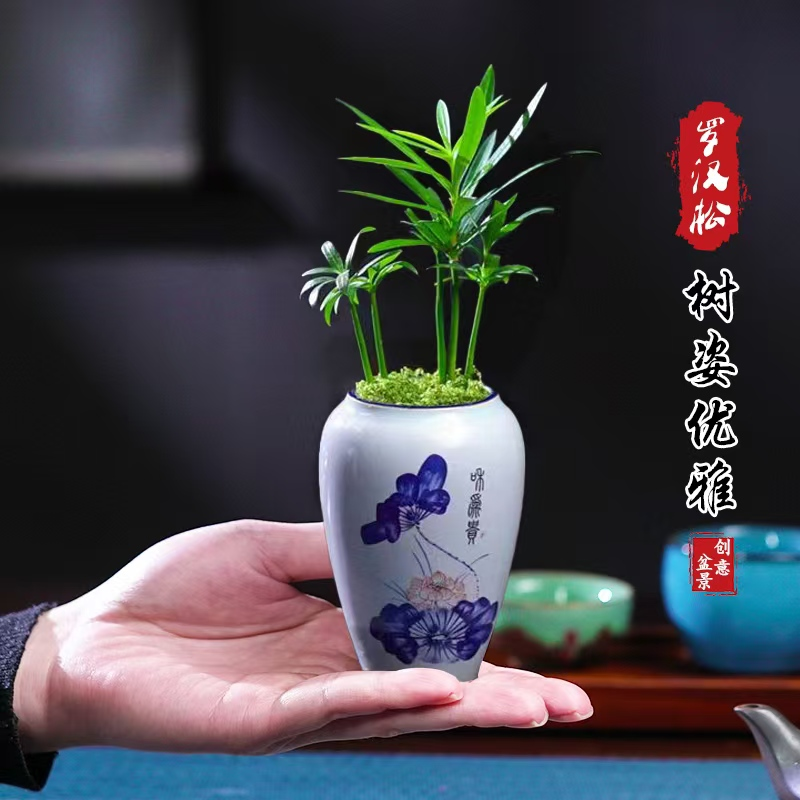 迷你罗汉松指尖微型盆栽桌面迷你拇指好养植物掌中宝盆景观叶绿植
