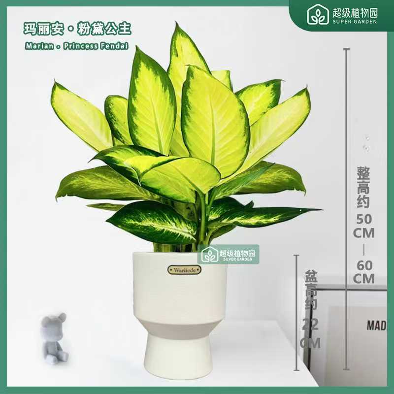 水培玛丽安盆栽水养绿植室内客厅耐阴观叶绿植办公室净化空气好养