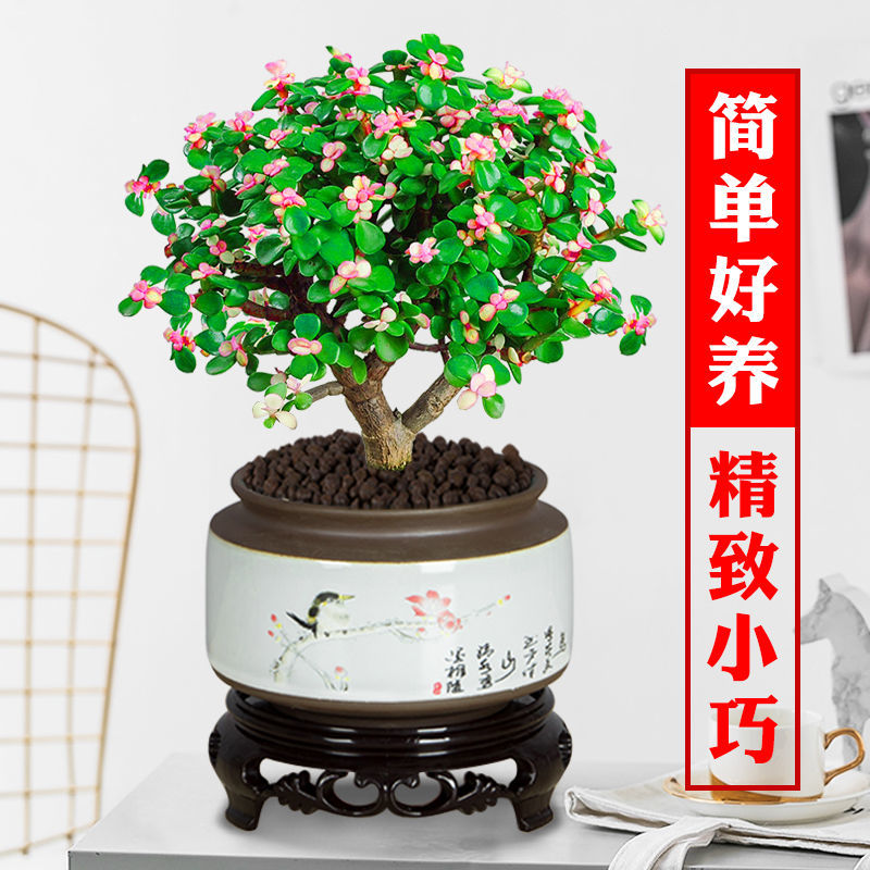 金枝玉叶盆栽多肉植物稀有品种绿植老桩肉肉花卉办公室内盆景