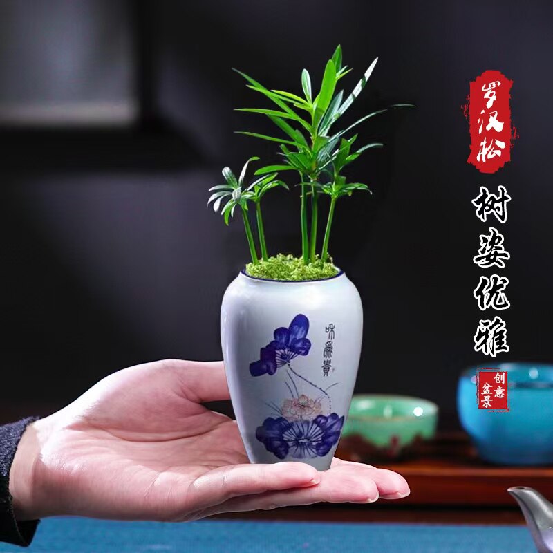 迷你罗汉松指尖微型盆栽桌面迷你拇指好养植物掌中宝盆景观叶绿植