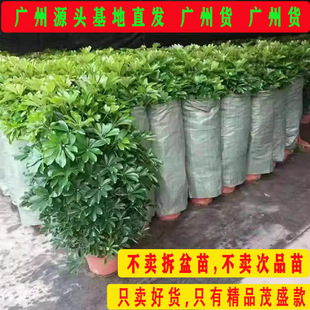 鸭脚木盆栽八方来财室内客厅大门口净化空气大型绿植招财树七叶莲