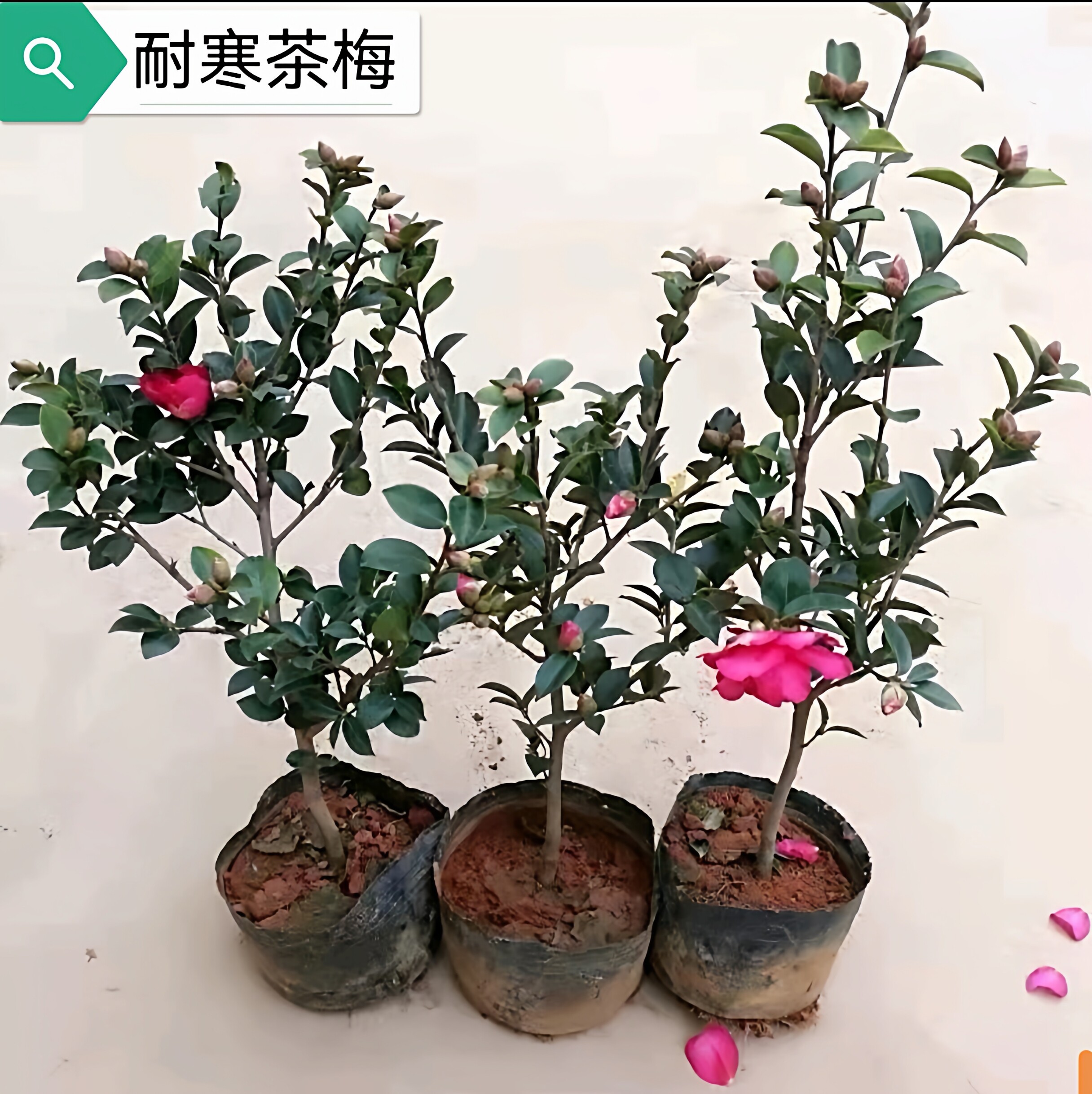 茶梅花苗大杯苗粉红茶梅四季常青盆栽耐寒茶花树苗庭院花园绿化带