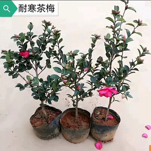 茶梅花苗大杯苗粉红茶梅四季常青盆栽耐寒茶花树苗庭院花园绿化带
