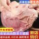 大猪肚新鲜猪肚纯干无油猪肚子新鲜整只猪肚速冻整个