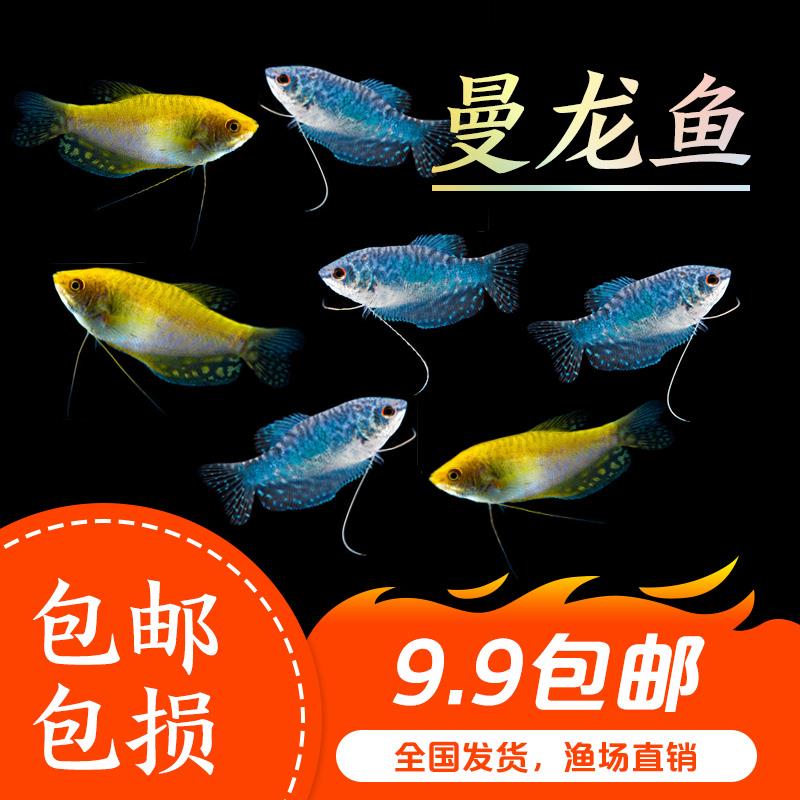 七彩神仙鱼苗好养的观赏鱼耐活冷水淡水不打氧耐活鱼混养小型曼龙
