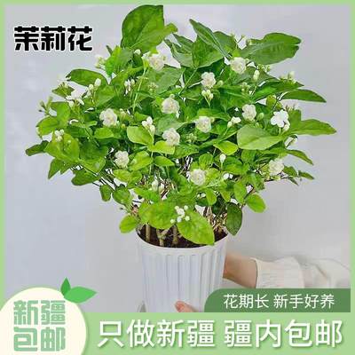 新疆茉莉花浓香型盆栽苗四季开花好养花卉带花苞室内驱蚊植物