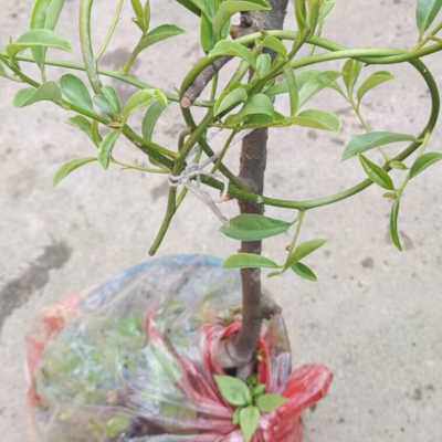 酸藤子盆景酸藤子苗儿时回忆信筒子挖不尽盆景酸藤子熟桩新奇植物