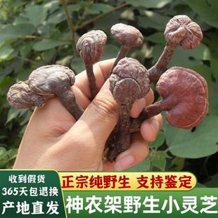 正宗野生赤灵芝整枝林芝250g小个红灵芝菌可切片磨粉非灵芝孢子粉