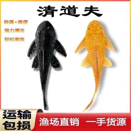 清道夫鱼缸清洁工鱼清洁鱼青苔垃圾淡水观赏鱼观赏工具热带鱼除藻