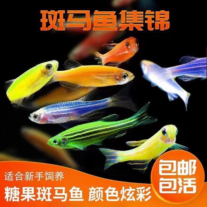 彩虹斑马易养易活小型观赏鱼自来水淡水好养,宠物/宠物食品及用品,鱼,淘宝优惠券,粉丝福利购,淘宝优惠卷