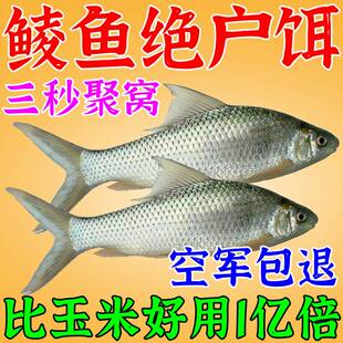 东广鲮鱼饵料小诱食剂野钓土鲮鱼专攻饵料冬药钓麦泰鲮鱼食窝饵料