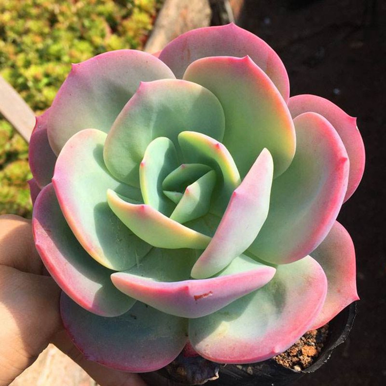 白凤多肉植物组合盆栽老桩一物一拍老桩超大肉肉大棵稀有品种多肉