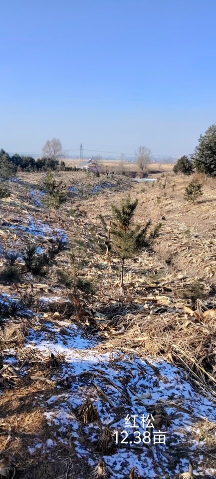 辉南县高集岗镇王家屯村7.33公倾林地、林木（林权证号：辉林证字【2012】第0908074号）