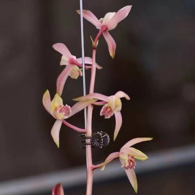 蕙兰带花苞新品【彩霞素】新款办公室客厅花卉大全盆栽室内外绿植