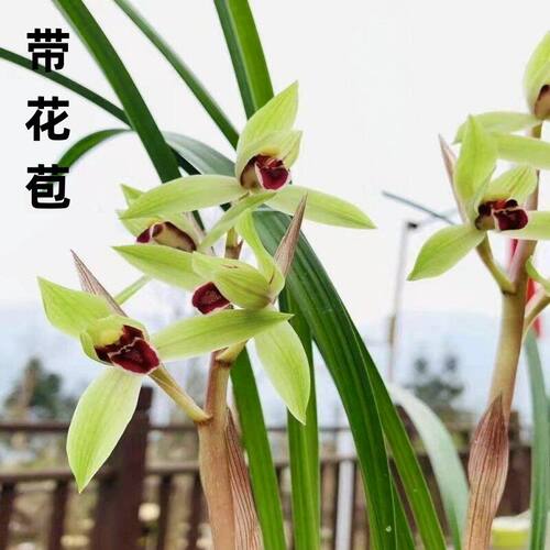 兰花花苞新店开张新品仙子名贵带