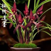 带花苞春兰色花 板桥遗墨 浓香型花卉大全绿植高档盆栽基地直发