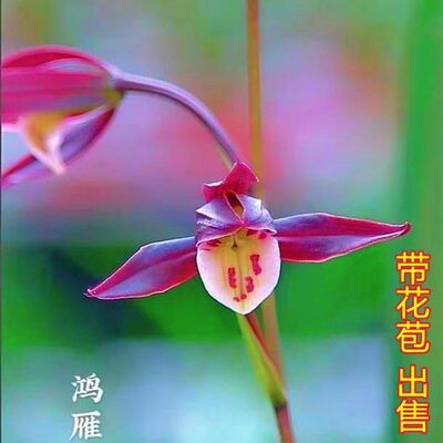 兰花苗细叶寒兰带花苞