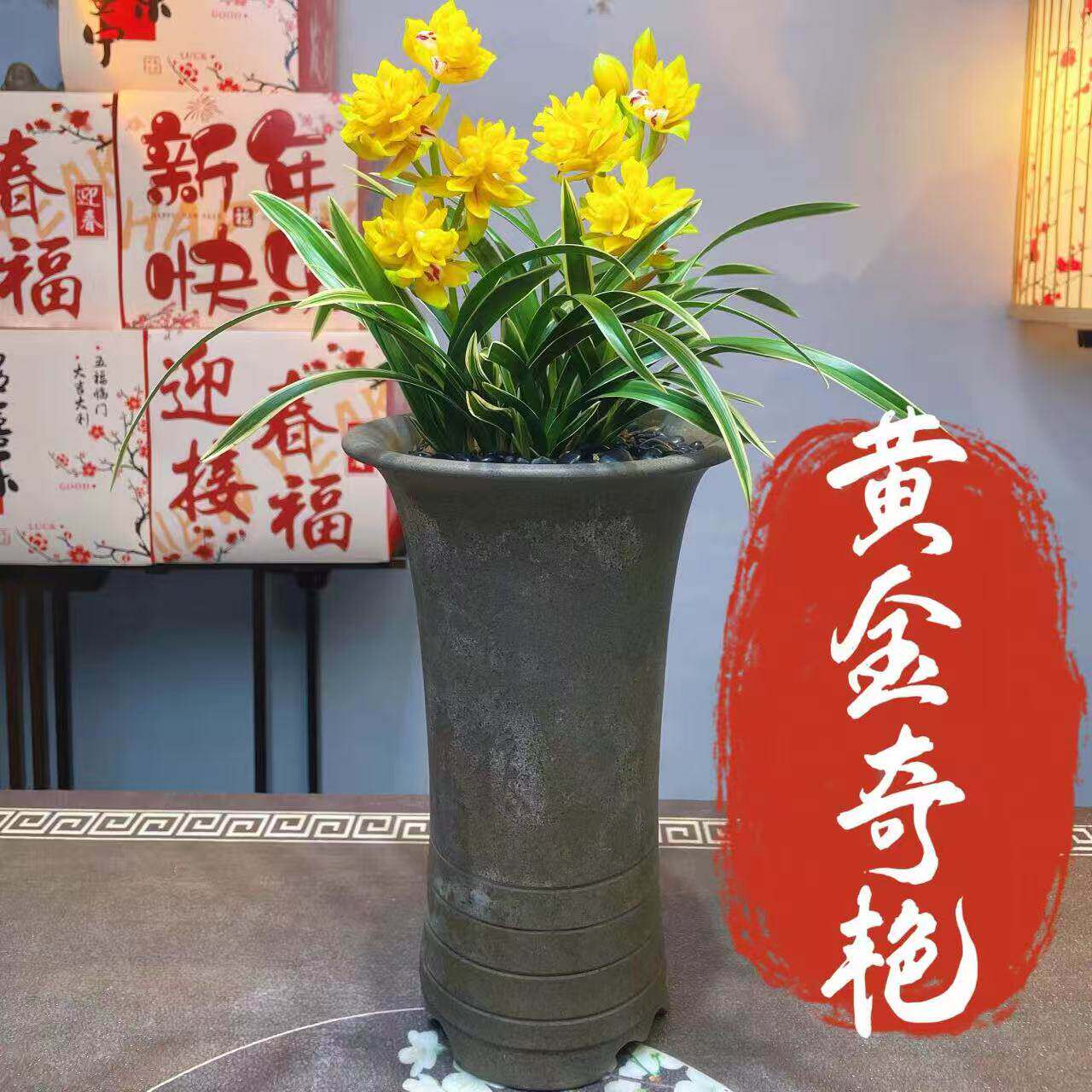即将上花金边建兰浓香型矮种兰花大全【黄金奇艳】室内外花卉绿植