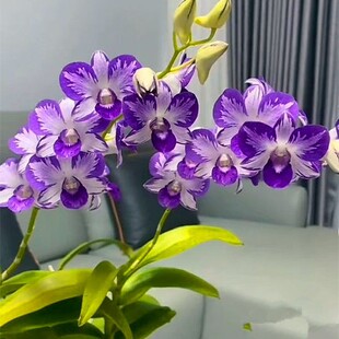 石斛兰花盆栽浓香洋兰室内花卉基地绿植好养花期长石斛兰