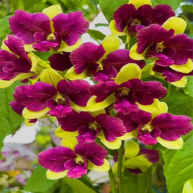 爆款石斛盆栽苗金钗鼓槌石斛桌面盆栽兰花苗花期长基地直发