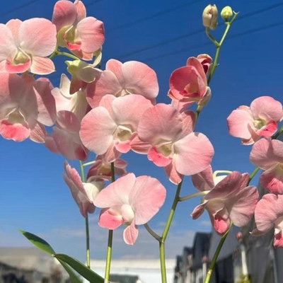 浓香型《大蜜桃》石斛兰盆栽
