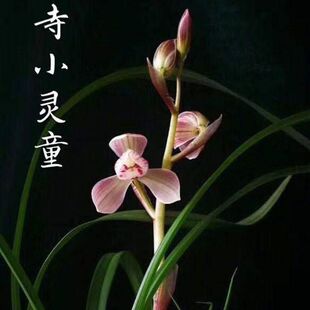 带花苞新品莲瓣兰荷瓣【寺小灵童】兰花苗阳台室内外花卉绿植盆栽