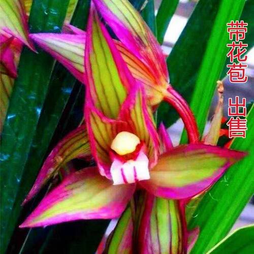 兰花花苞新店开张霞光名贵花苗带