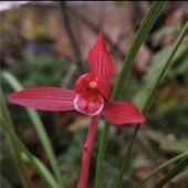 即将上花开花浓香兰花苗春兰 汗血宝马 室内外阳台花卉绿植盆栽