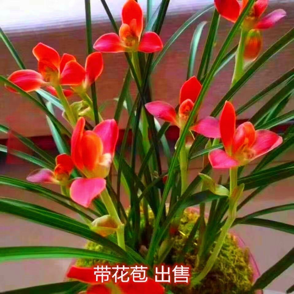 带花苞兰花大全【红禅】浓香型高档好养当年开花室内外盆栽