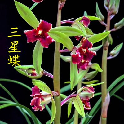 带花苞兰花大全【三星蝶】蕙兰老八种花卉浓香红花绿植室内外盆栽