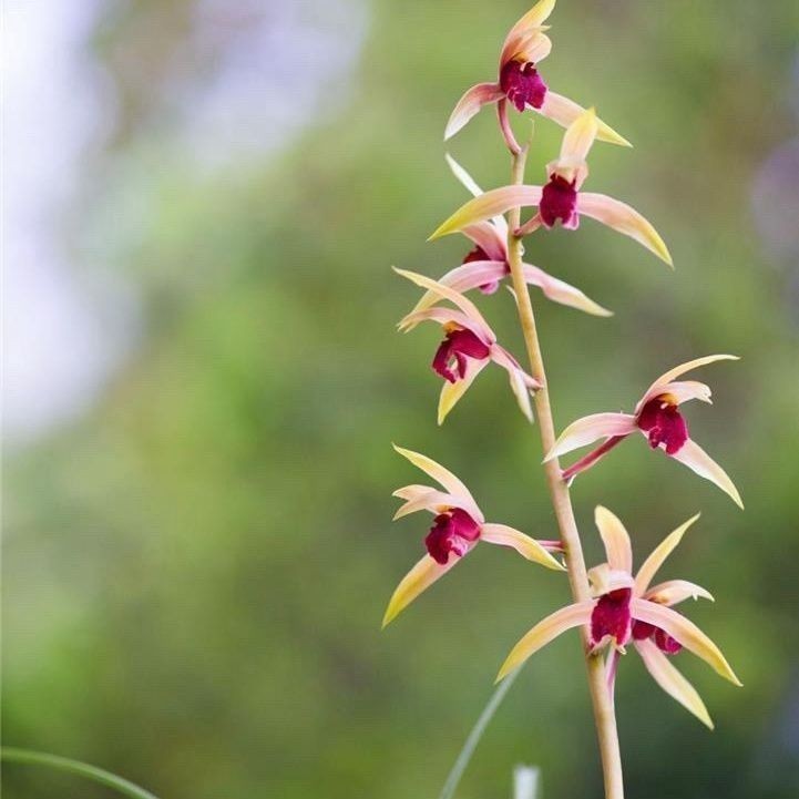 开花浓香型蕙兰色花【红素】兰花好养精品室内外好样花卉大全