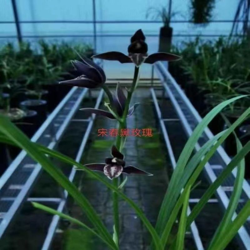 兰花苗送春【黑玫瑰】漂亮秋芝室内外浓香绿植花卉大全