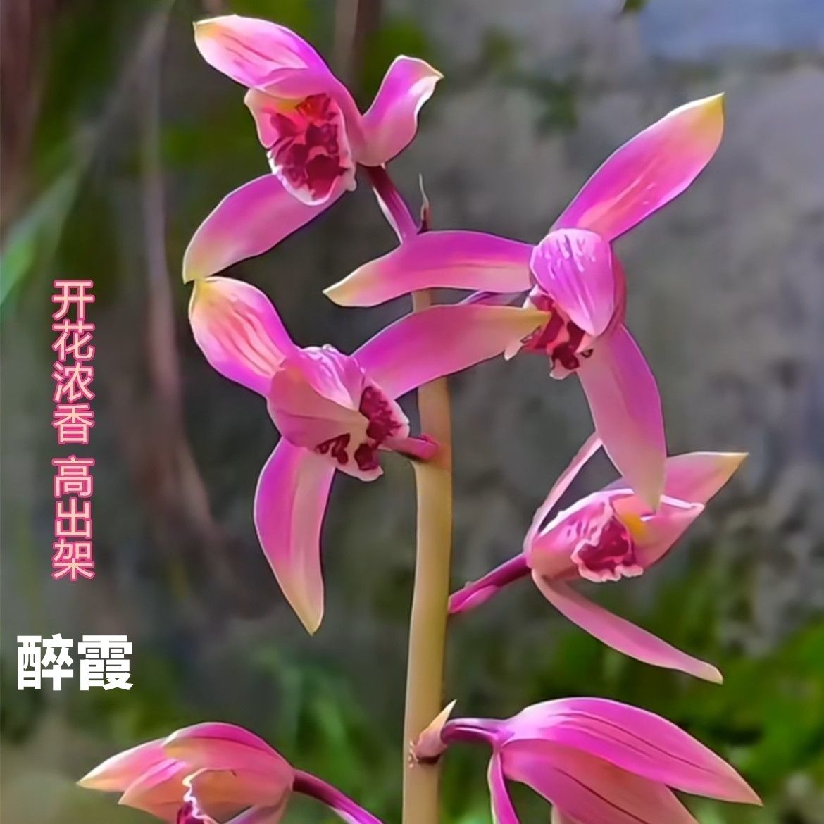 色花蕙兰新品【醉霞】浓香型兰花大全室内外绿植盆栽花卉