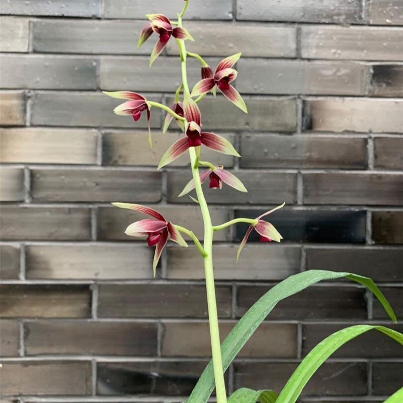 兰花苗红花红素浓香秋榜墨兰国魂【万山红缘】四季开花室内