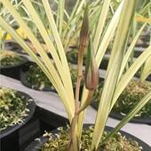 中透莲瓣兰叶花双艺名品 北极星 兰花苗艺草室内外浓香花卉大全