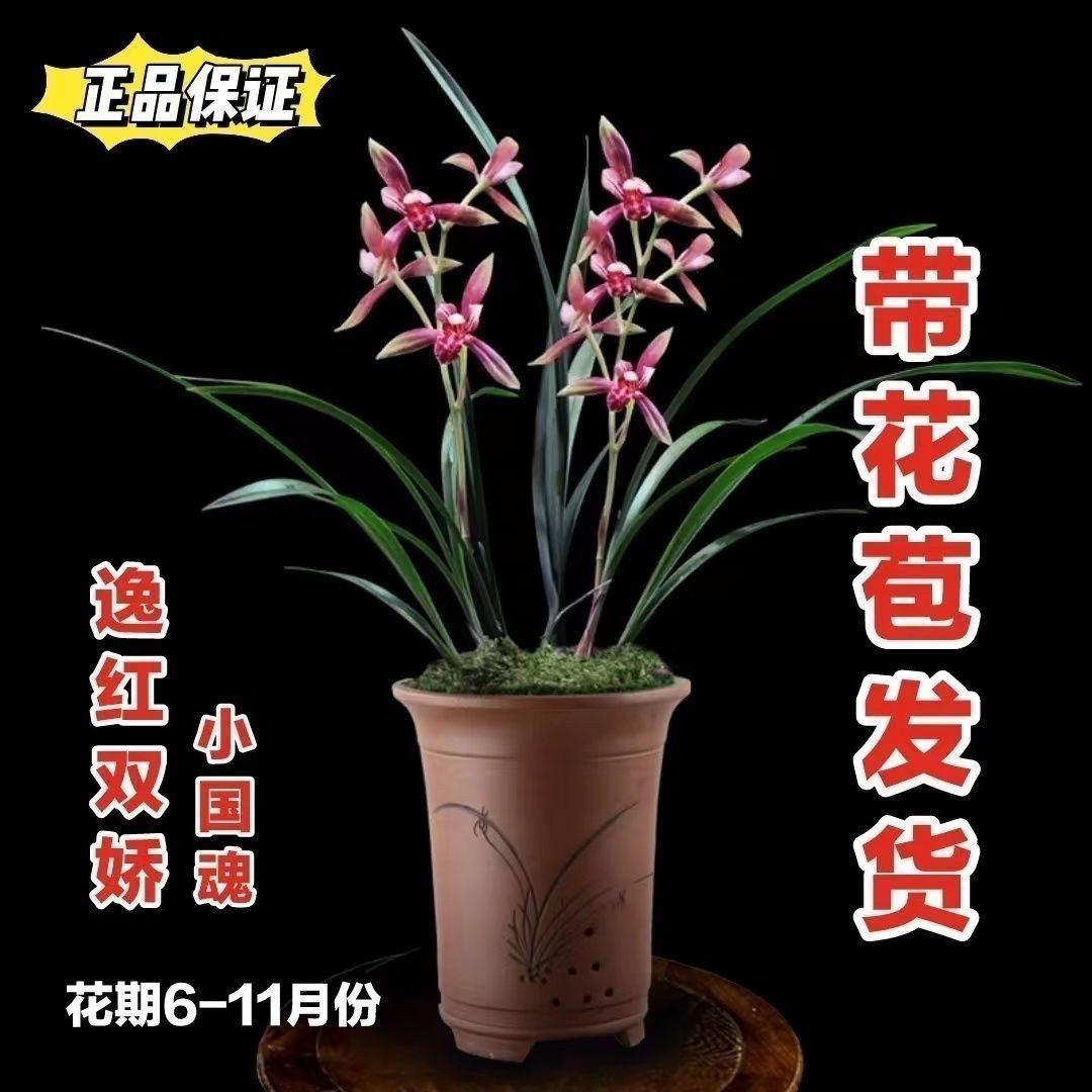 小国魂带花苞绿植盆栽基地直发